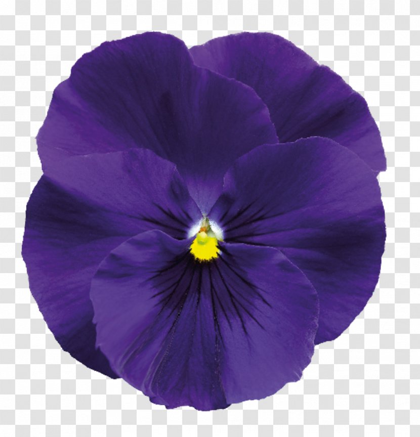 Delta Air Lines Pansy Violet Solution Flower - Deep Blue Transparent PNG