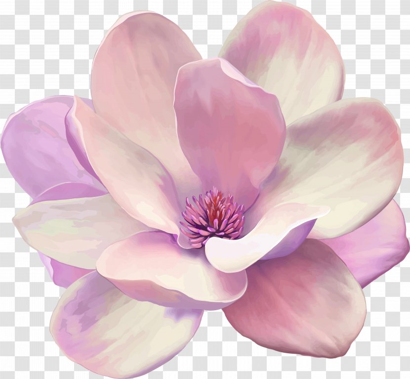 Oil Painting Magnolia Canvas Print Vector Graphics - Family Transparent PNG