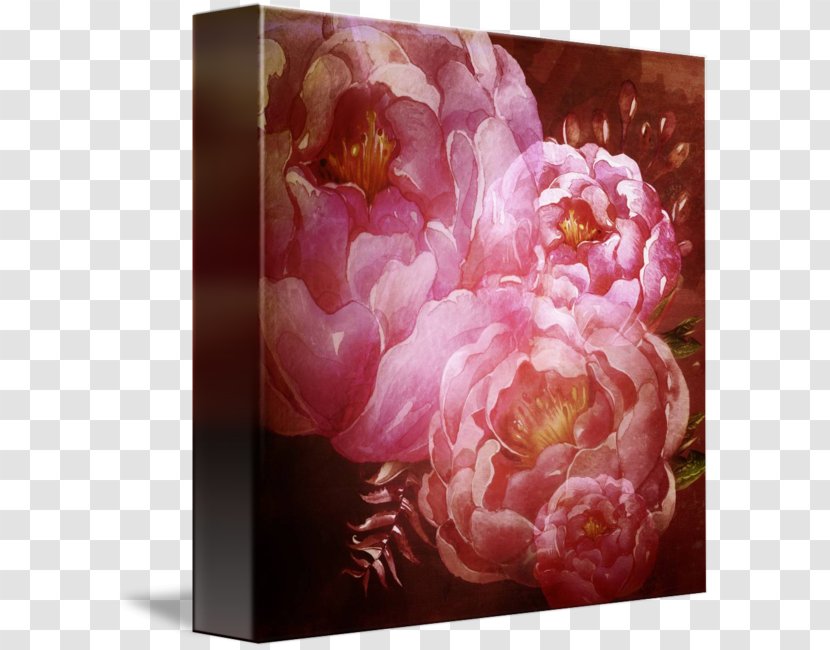 Flower Still Life Photography Floral Design Rosaceae - Peony - Creative Transparent PNG