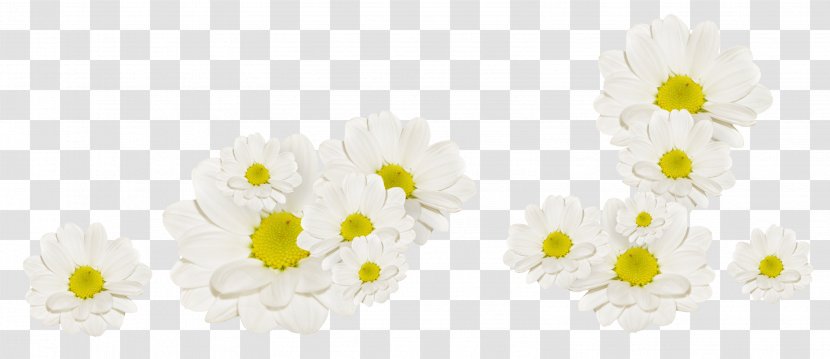 White Flower Fleur Blanche - Arranging - Chrysanthemum Transparent PNG