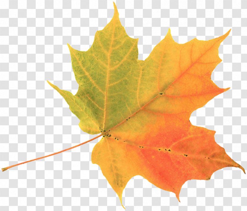 Autumn Leaf Color Maple Clip Art - Red - Leaves Watercolor Transparent PNG