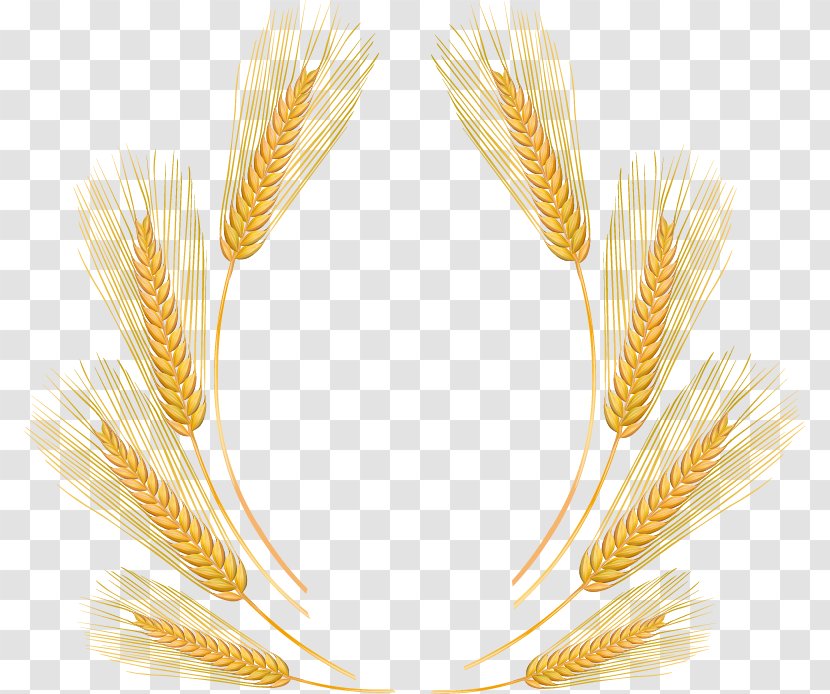 Wheat Cartoon - Vegetable - Fine Harvest Transparent PNG