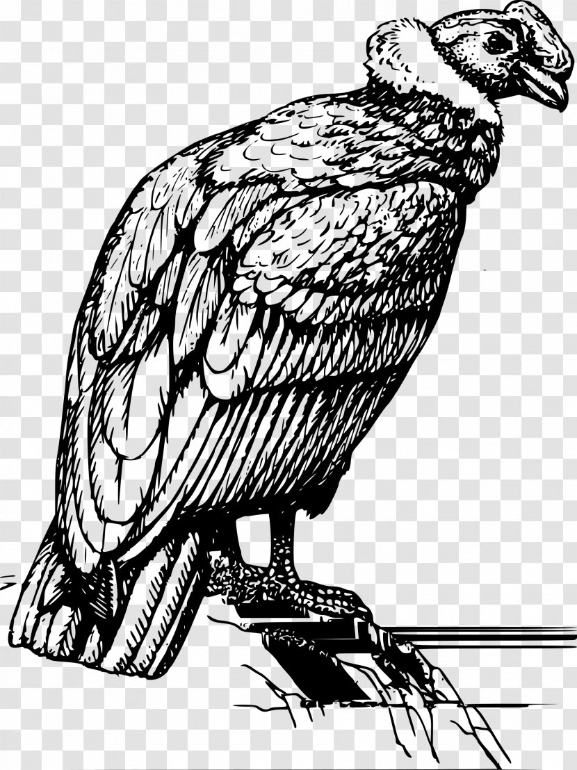 Condor Bird Clip Art - Fauna - Totem Tattoo Transparent PNG