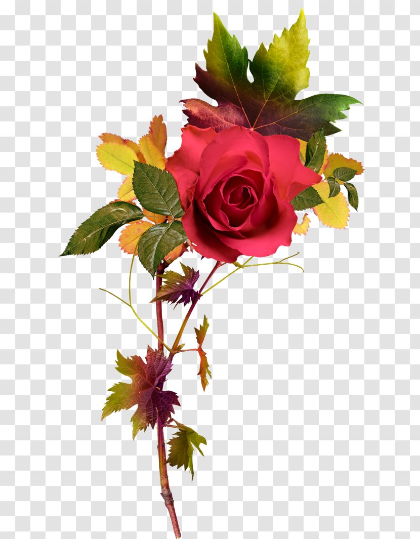 Rose Clip Art - Floral Design - Bright Decoration Pattern Transparent PNG