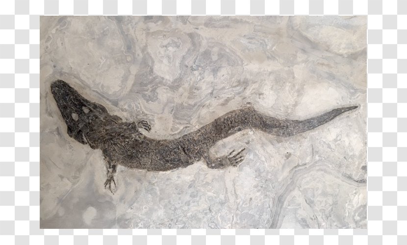 Reptile Fossil Bad Homburg Vor Der Höhe Amphibian Messel Pit Transparent PNG