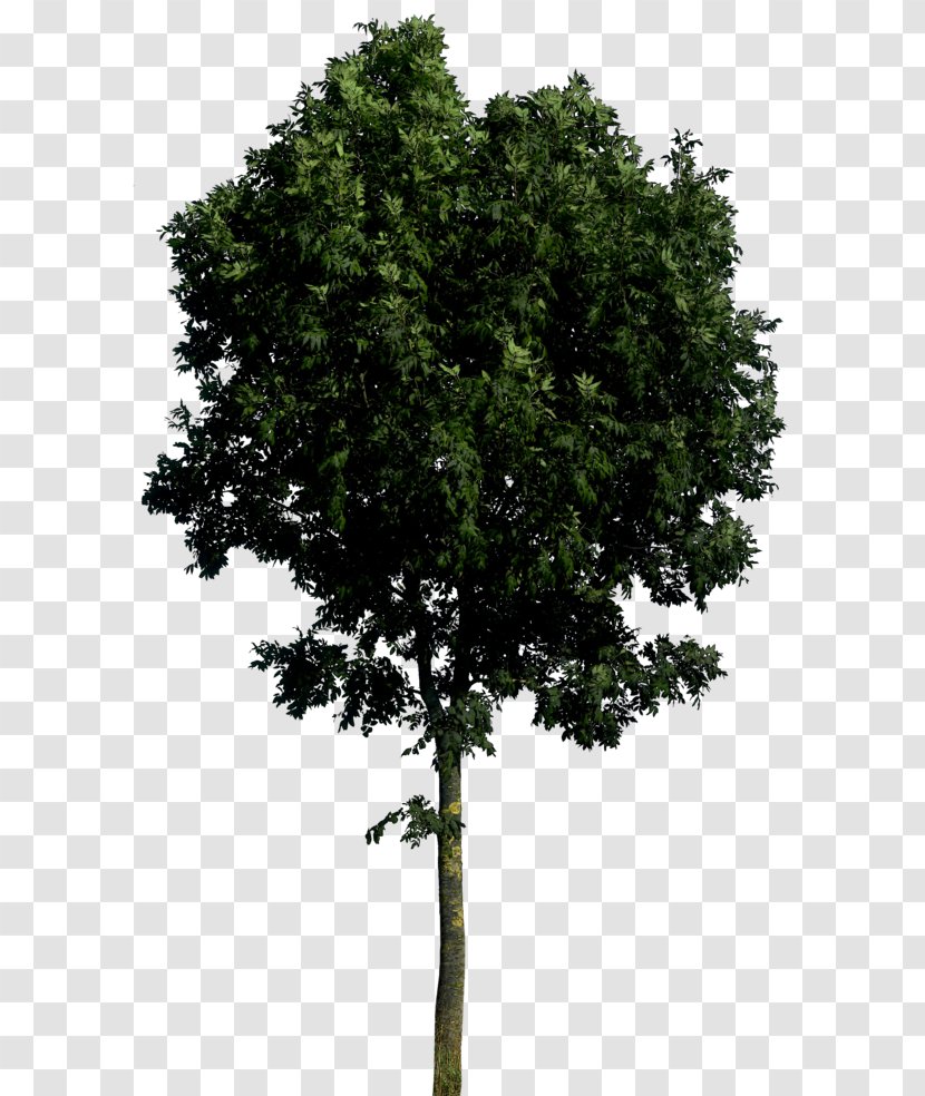 Branch Shrub Leaf Evergreen Tree - Drawing - Transparent Transparent PNG
