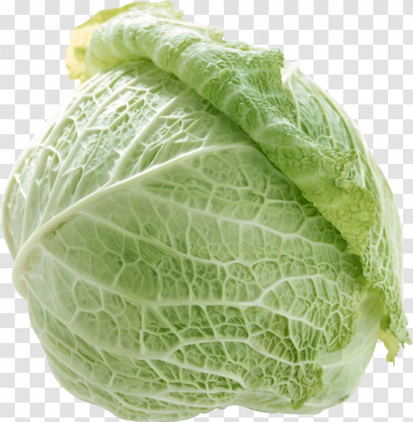 Napa Cabbage Capitata Group Chinese Broccoli Vegetable Kale - Brassica - Image Transparent PNG