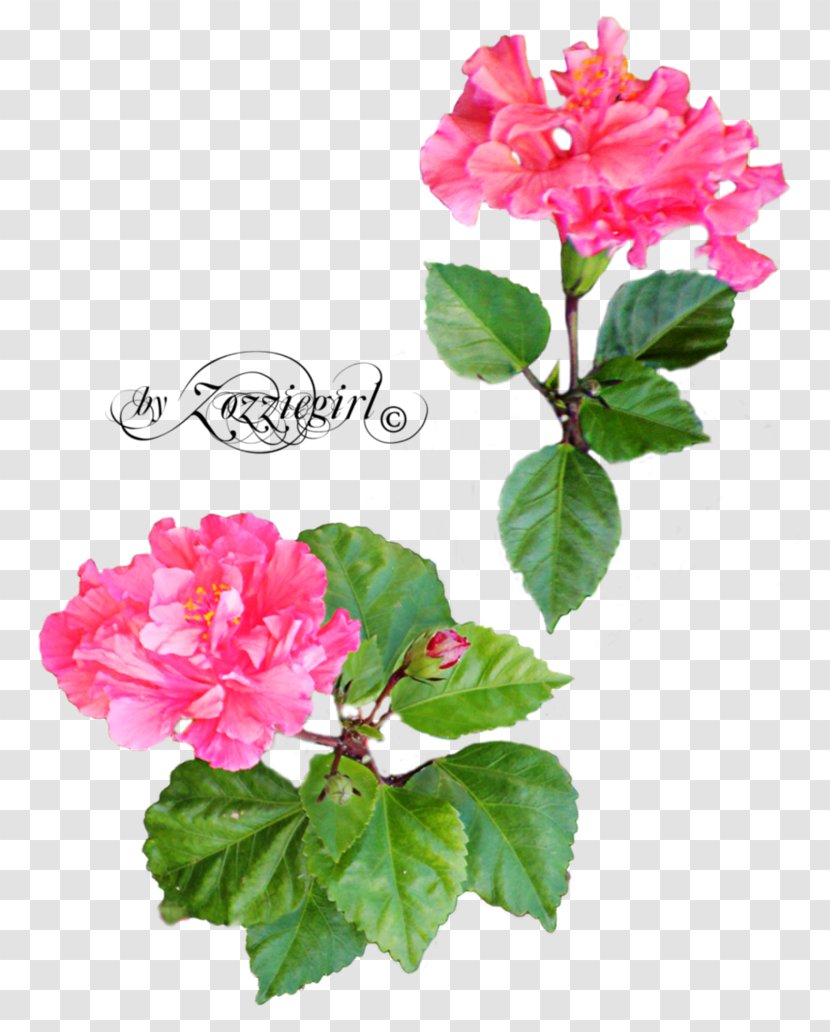 Rose Flower Desktop Wallpaper - Shrub - Pink Transparent PNG