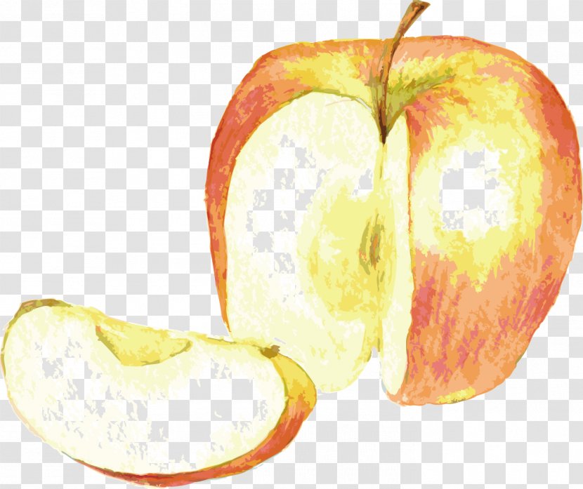 Watercolor Painting Drawing - Vegetable - Realistic Apple Vector Transparent PNG