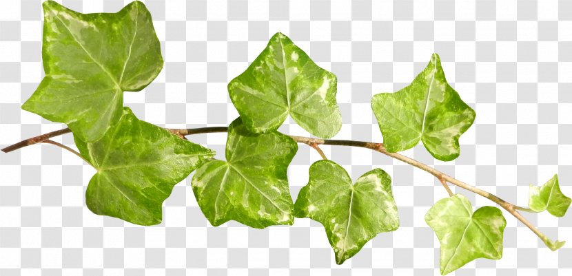 Ivy Leaf Plant Stem Clip Art - Tree Transparent PNG