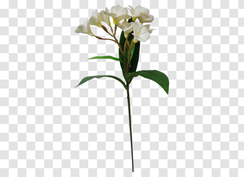 Moth Orchids Cut Flowers Flowerpot Plant Stem Petal - Plumeria Flower Transparent PNG