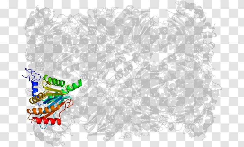 Burkholderia Vietnamiensis Graphic Design - Zebrafish Transparent PNG