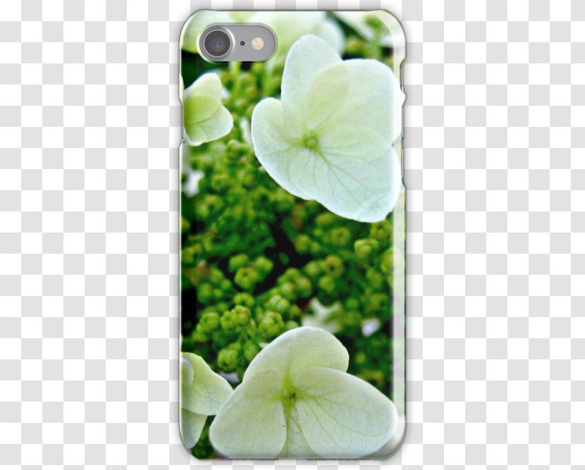 Hydrangea - Flower - Oakleaf Transparent PNG