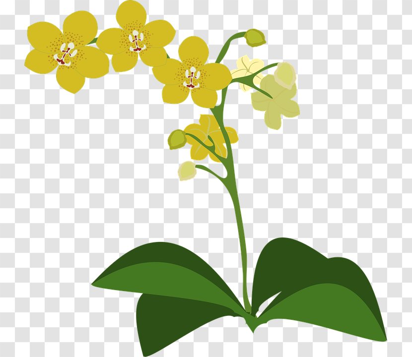 Pixabay Clip Art - Leaf - Columbian Orchid Cliparts Transparent PNG