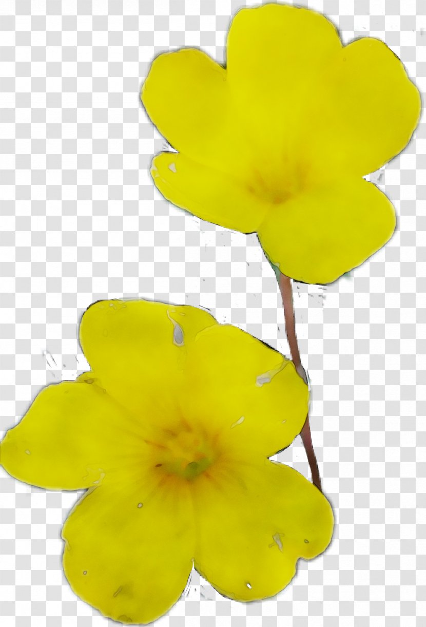 Yellow - Plant - Petal Transparent PNG