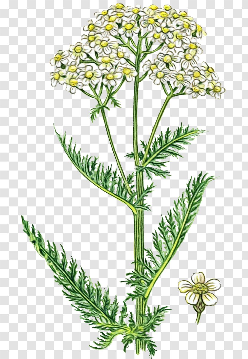 Cow Background - Fennel - Heracleum Plant Perennial Transparent PNG