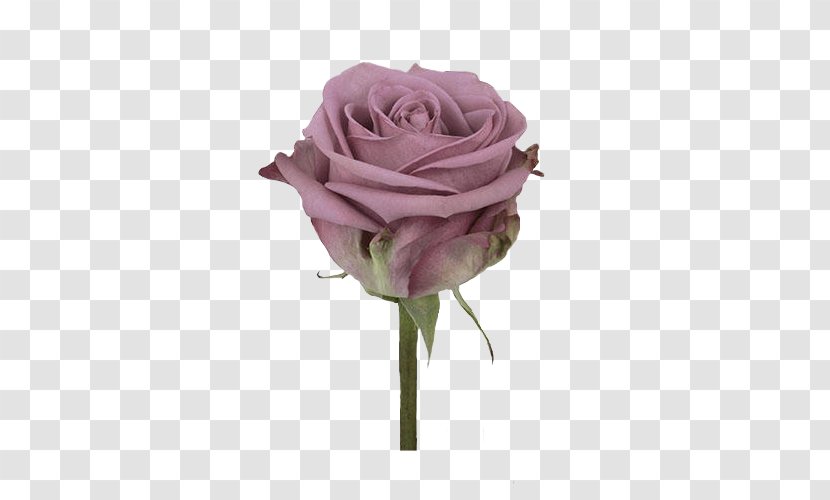 Garden Roses Cabbage Rose Салон цветов HIRULI Cut Flowers Floristry - Flower Transparent PNG