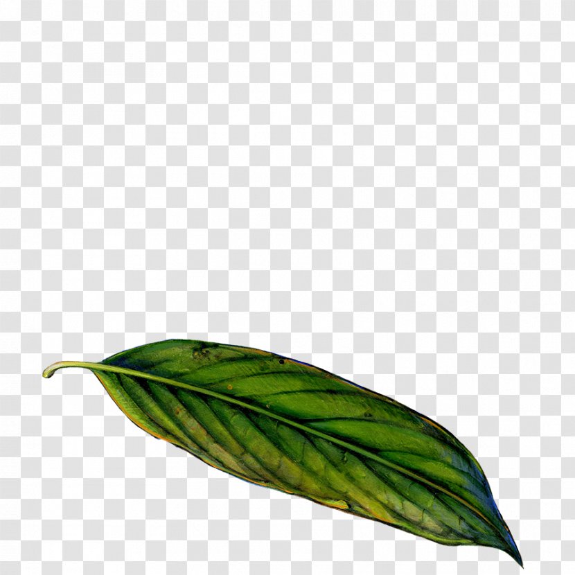 Leaf Photosynthesis Chloroplast Photosynthetic Capacity Plant - Young Leaves Transparent PNG