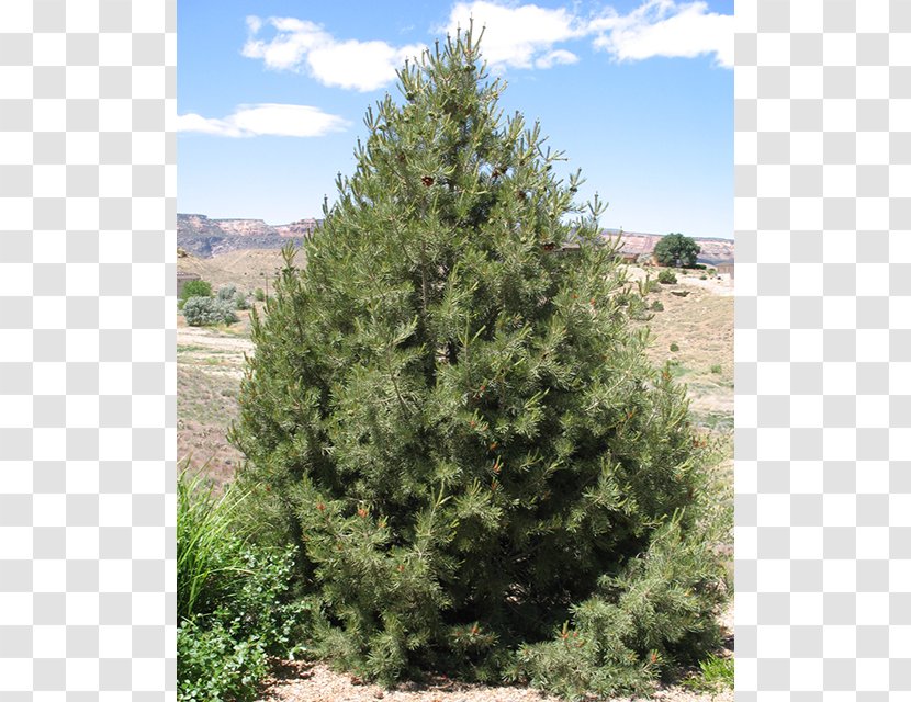 Pinyon Pine Tree Evergreen Spruce - Ecosystem - Nuts Transparent PNG
