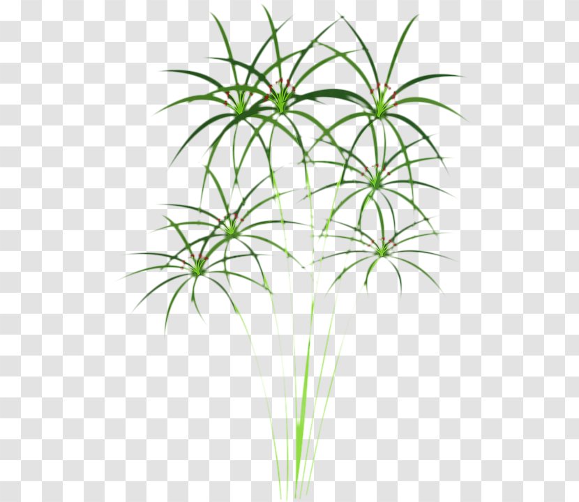 Palm Tree Drawing - Grass - Arecales Transparent PNG