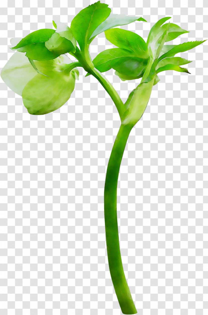 Plant Stem Green Flower Leaf Branching - Nepenthes - Botany Transparent PNG