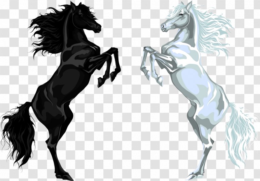 Arabian Horse Stallion Euclidean Vector Illustration - White And Black Transparent PNG