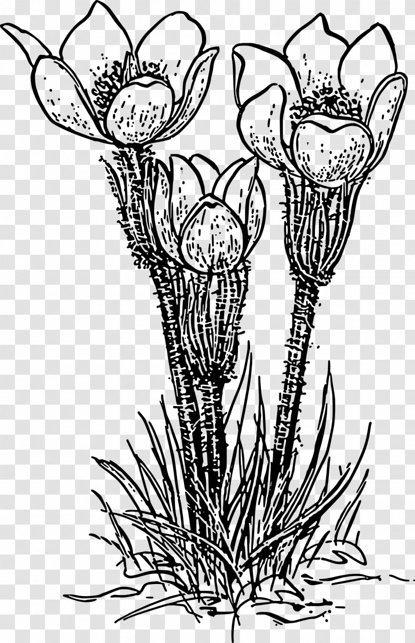 Rose Plant Flower Clip Art - Flowering - Crocus Transparent PNG