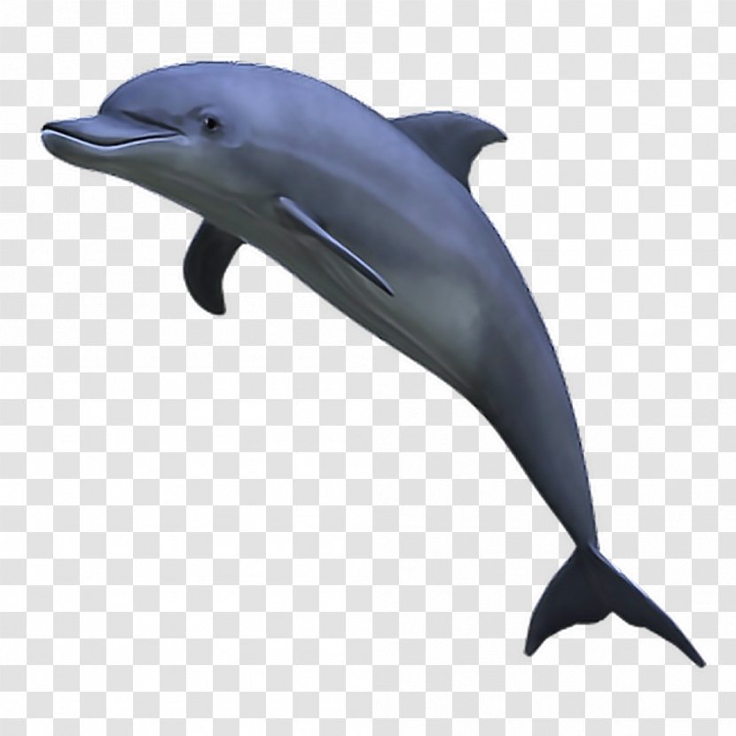 Dolphin Clip Art - Wholphin Transparent PNG