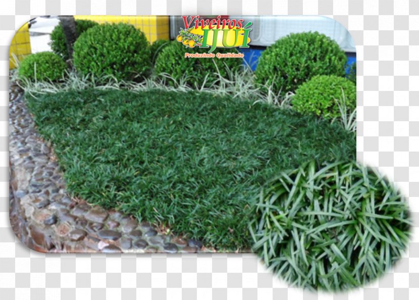 Garden Groundcover Grass Gram Lawn - Nursery Transparent PNG