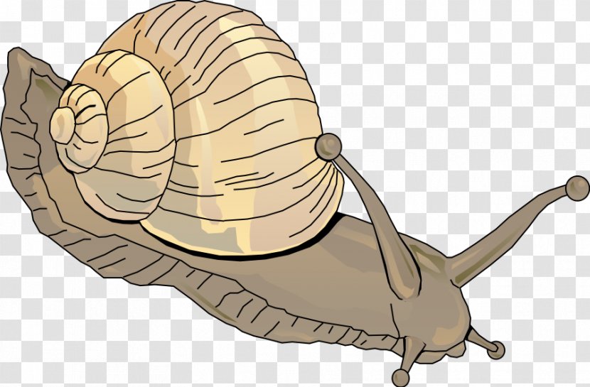 Sea Snail Clip Art - Cartoon Transparent PNG