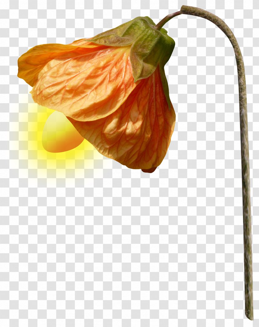 Lamp Light Lantern Transparent PNG