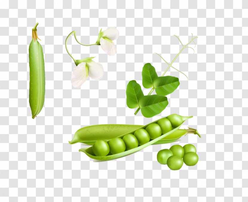 Snow Pea Euclidean Vector Stock Photography Royalty-free Transparent PNG