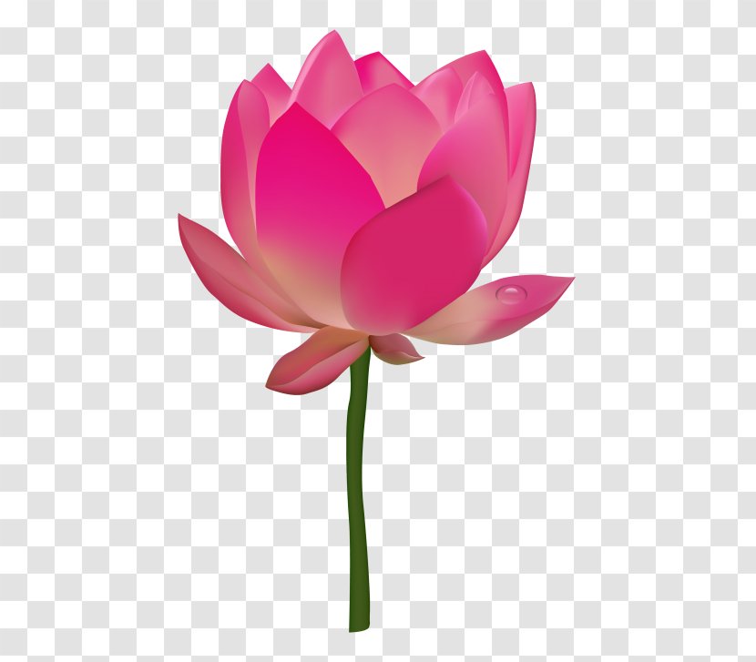Nelumbo Nucifera Egyptian Lotus Desktop Wallpaper - Water Lilies - Flower Background Transparent PNG