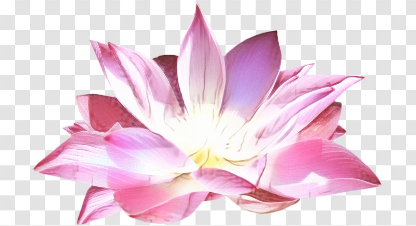 Lily Flower Cartoon - Artificial - Perennial Plant Proteales Transparent PNG
