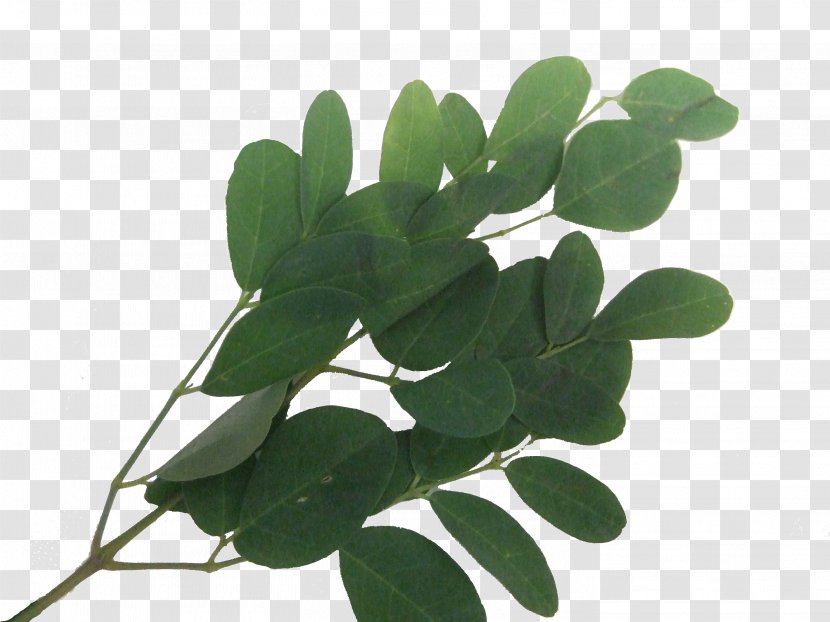 Leaf Plant Stem Tree - Moringa Transparent PNG