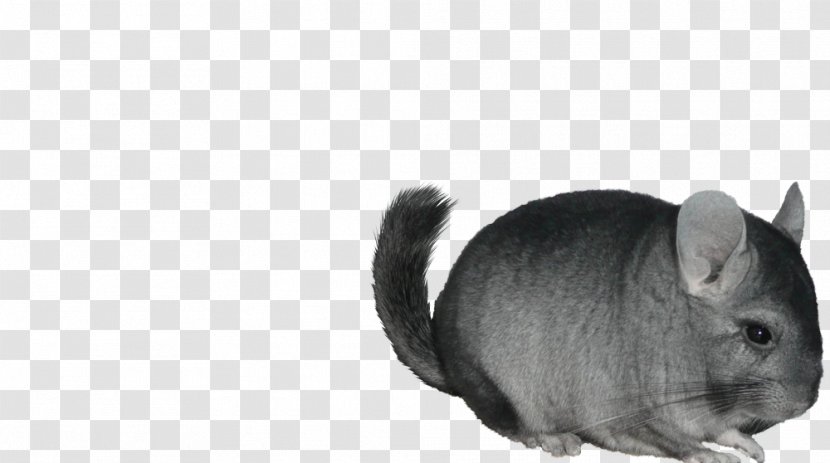 Chinchilla Whiskers Cat Domestic Rabbit - Sticker Transparent PNG