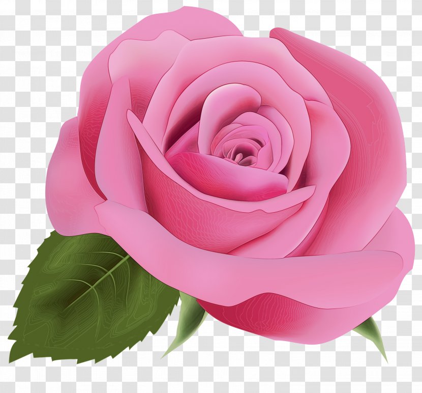 Floral Flower Background - Garden Roses - China Rose Japanese Camellia Transparent PNG