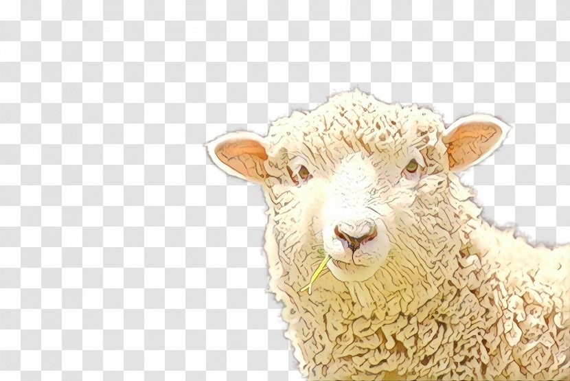 Sheep Snout Transparent PNG