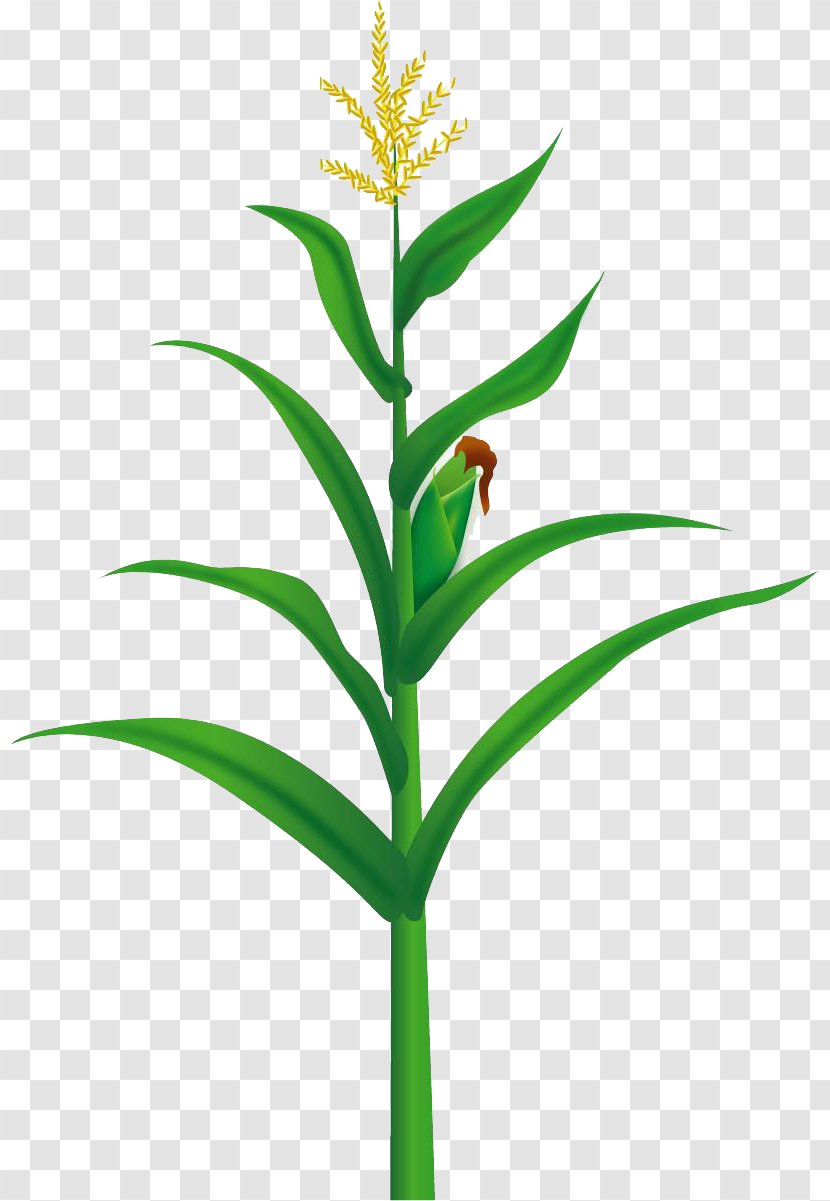 Maize Food Illustration - Sweet Corn - Yellow Tree Transparent PNG
