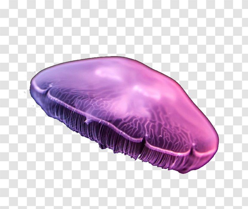 Jellyfish Aurelia Aurita Purple - Magenta - Dream Moon Transparent PNG