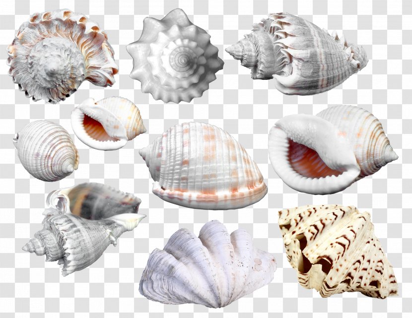 Picture Frame Seashell Cdr Clip Art - Sea - Scallops Conch Collection Transparent PNG