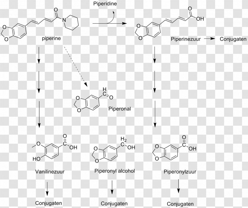 Piperine Glucuronidation Glucuronic Acid Glucuronosyltransferase Biotransformation - Parallel - Metabolism Transparent PNG
