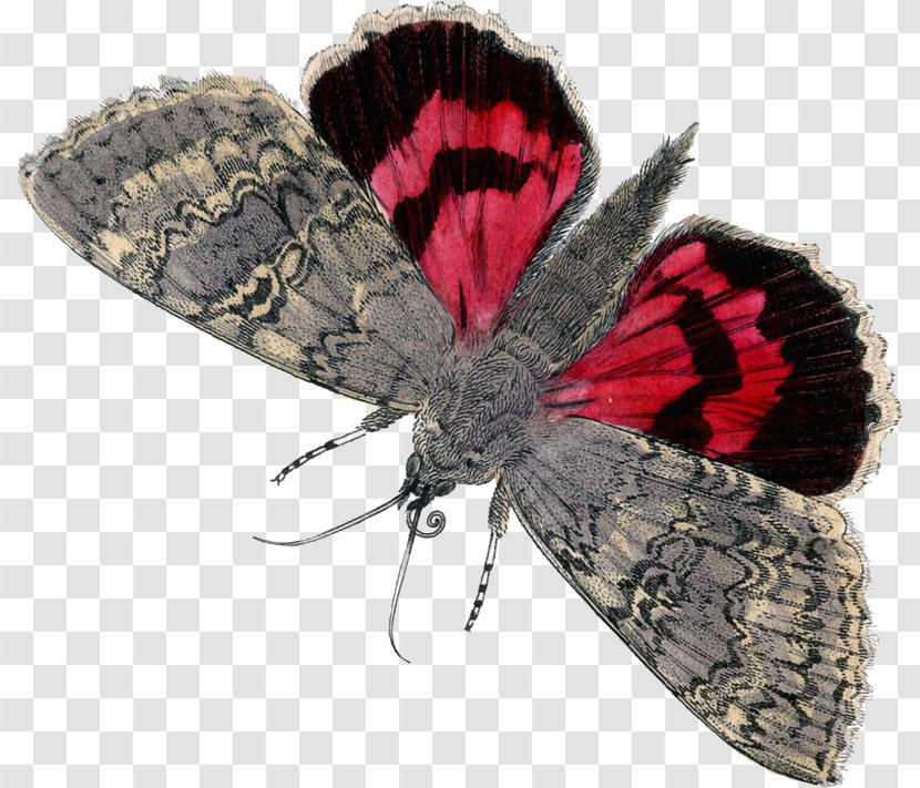 Butterfly Graphics Butterflies & Moths Image Clip Art - Arthropod Transparent PNG