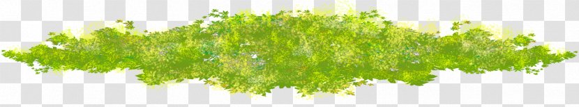 Moss - Grass - Green Transparent PNG