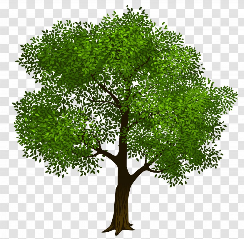 Tree Clip Art - Leaf - Transparent Green Clipart Picture Transparent PNG
