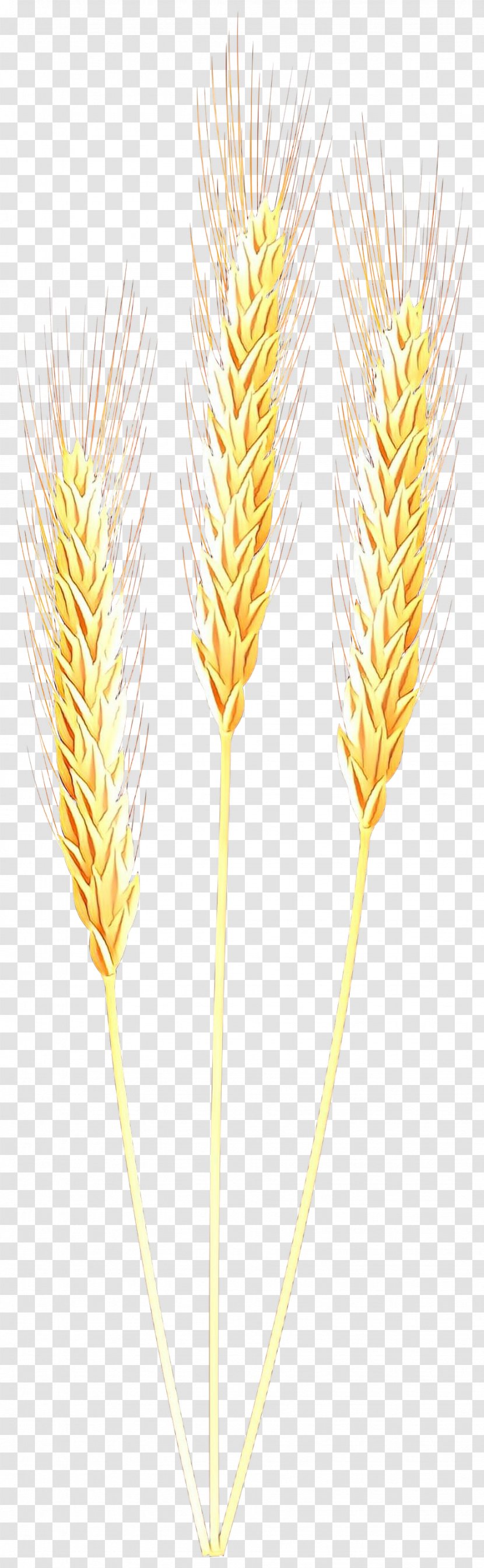 Emmer Cereal Germ Barleys - Wheat - Grass Family Transparent PNG