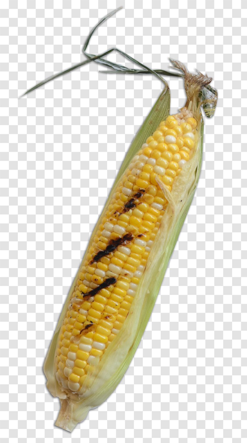 Corn On The Cob Insect Butterfly Commodity Maize Transparent PNG