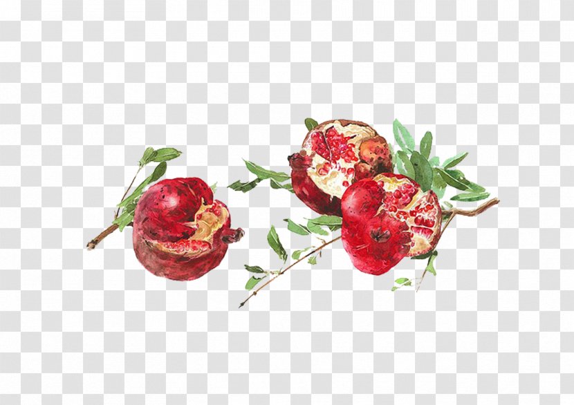 Tsuge Painter Watercolor Painting Still Life Art - Family - Hand-painted Pomegranate Transparent PNG