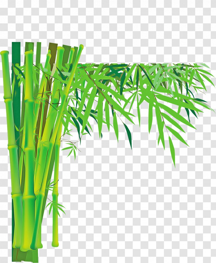 Green Bamboo Plant Leaf Tree - Vegetable Flower Transparent PNG