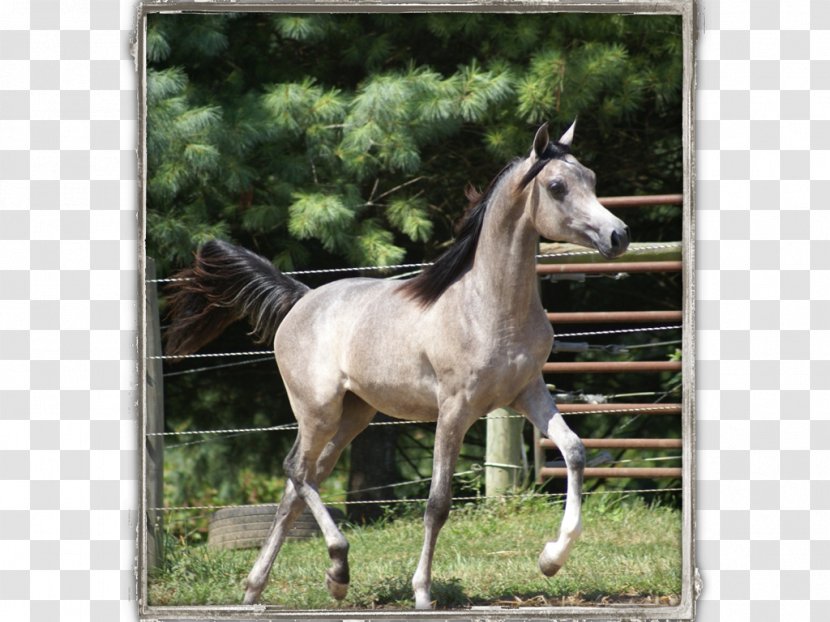 Mare Mustang Foal Stallion Colt - Snout Transparent PNG